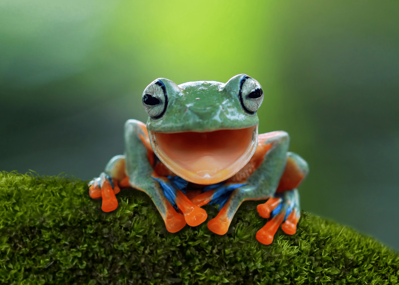 LEGO Amphibians VFT DE Thumbnail 700x500 2x
